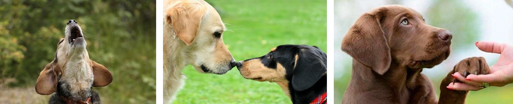 senales-comunicacion-canina-Adiestramiento-canino-BEC