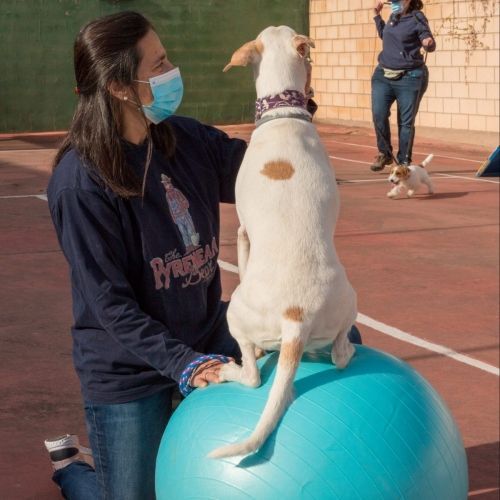 Adiestramiento canino_BEC_Propiocepcion (13)