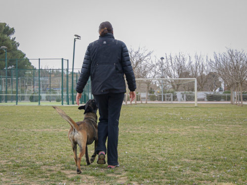 Adiestramiento-canino-BEC obediencia avanzada-3
