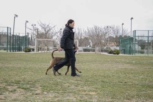 Adiestramiento-canino-BEC obediencia avanzada-5
